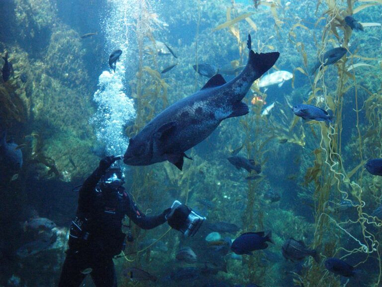 Scuba diver reaching up to touch giant blue fish in kelp forest.