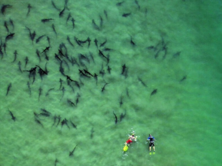 Swimmers approaching large group of pregnant leopard sharks.