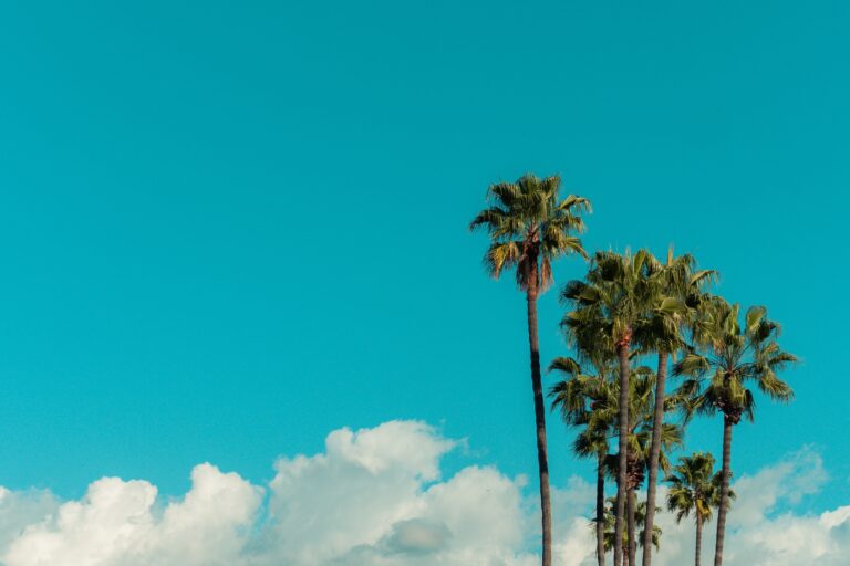 Palm trees under a blue sky